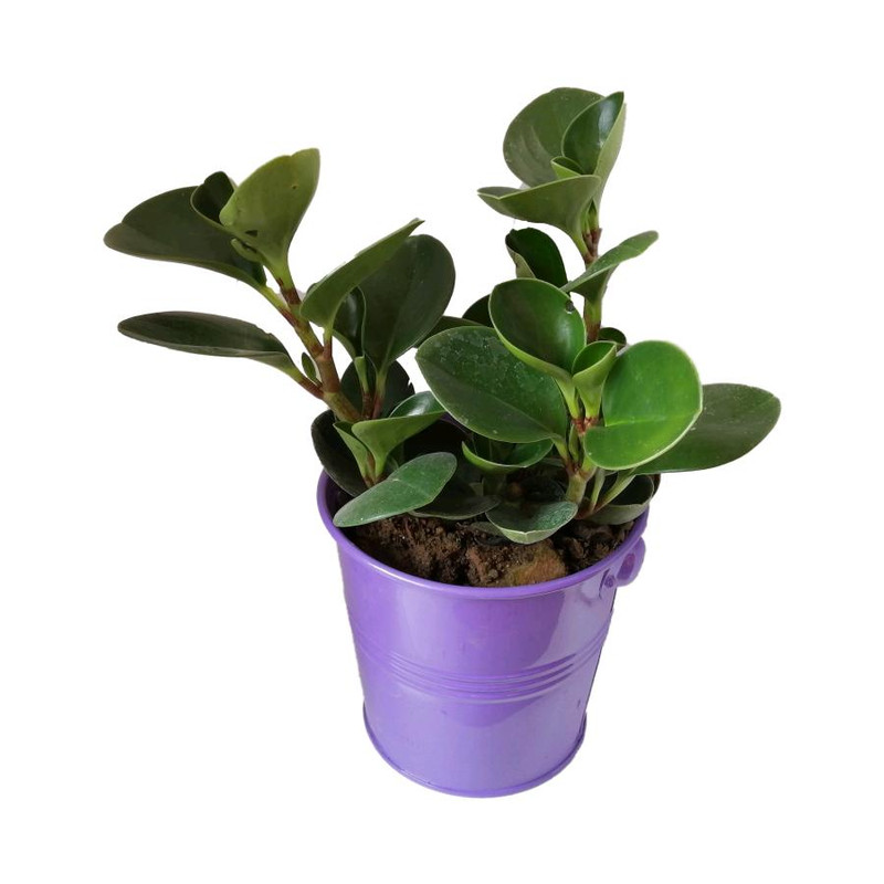 گیاه طبیعی قاشقی کد ef05 گیاه طبیعی قاشقی کد ef05