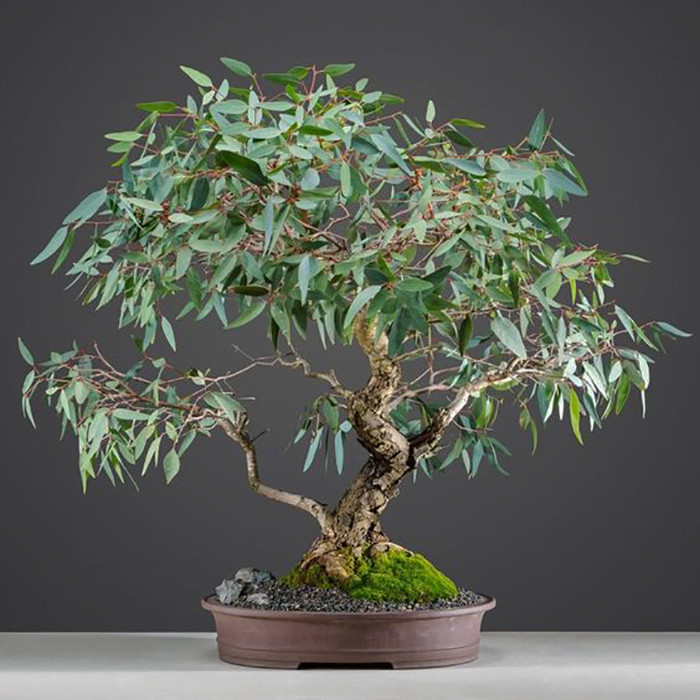 بذر بنسای اکالیپتوس سانیا سید مدل D6