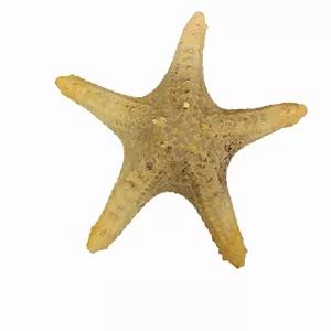 ستاره دریایی تزیینی مدل fb22