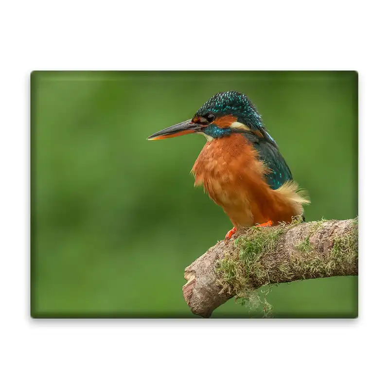 کاشی اطلس آبی طرح مرغ ماهی خوار مدل T1608