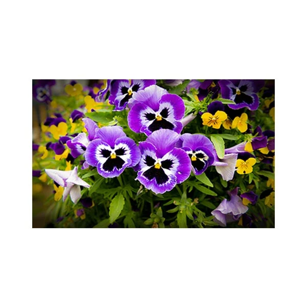  پادری مدل گل و طبیعت کد M35M001-MF0139 سایز 76x46 سانتی متر