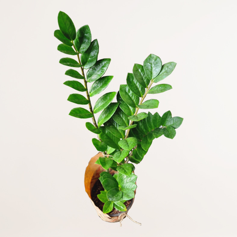 گیاه طبیعی زاموفیلیا کد 019