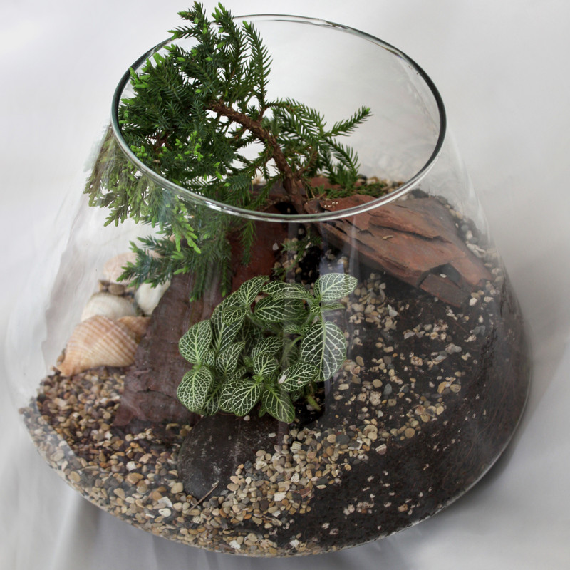 تراریوم گیاه طبیعی کد MS-3113 تراریوم گیاه طبیعی کد MS-3113