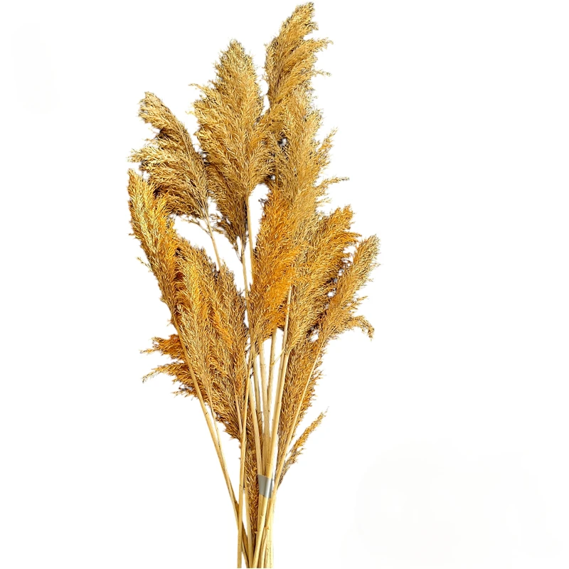 گل خشک مدل پامپاس پاک شده مجموعه 10 عددی