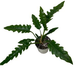 گیاه طبیعی فیلودندرون مدل کنگره ای کد 65604