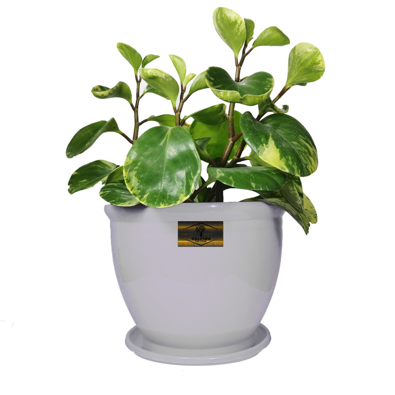 گیاه طبیعی قاشقی ابلق گلپیدو مدل GP-20