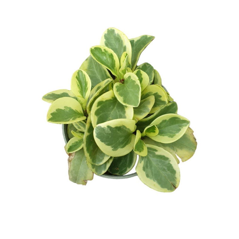 گیاه طبیعی قاشقی ابلق کد 72