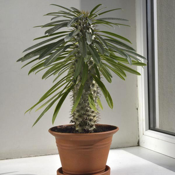 بذر نخل ماداگاسکار سانیا سید مدل S123