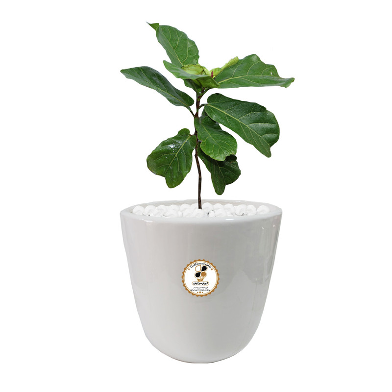 گیاه طبیعی فیکوس آفریقایی لیراتا شرکت گلباران سبز گیلان مدل GN13-2AL