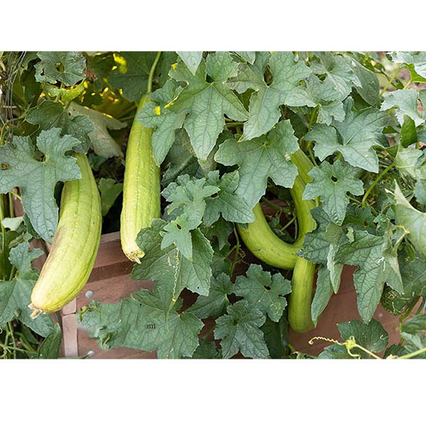 بذر لوفا لیف گیاهی گلس گاردن مدل GL05