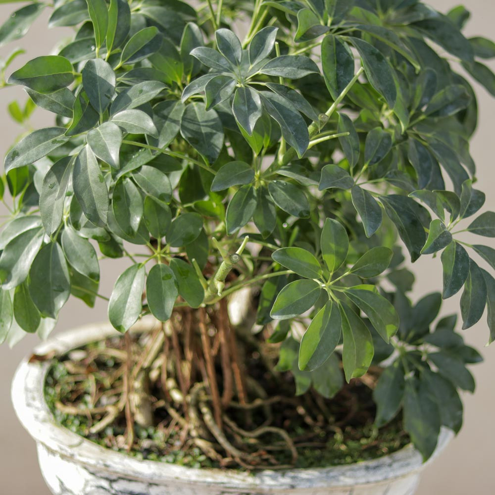 گیاه طبیعی بونسای شفلرا مدل کلکسیونی