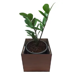  گیاه طبیعی زاموفیلیا ناردونه کد S - M03