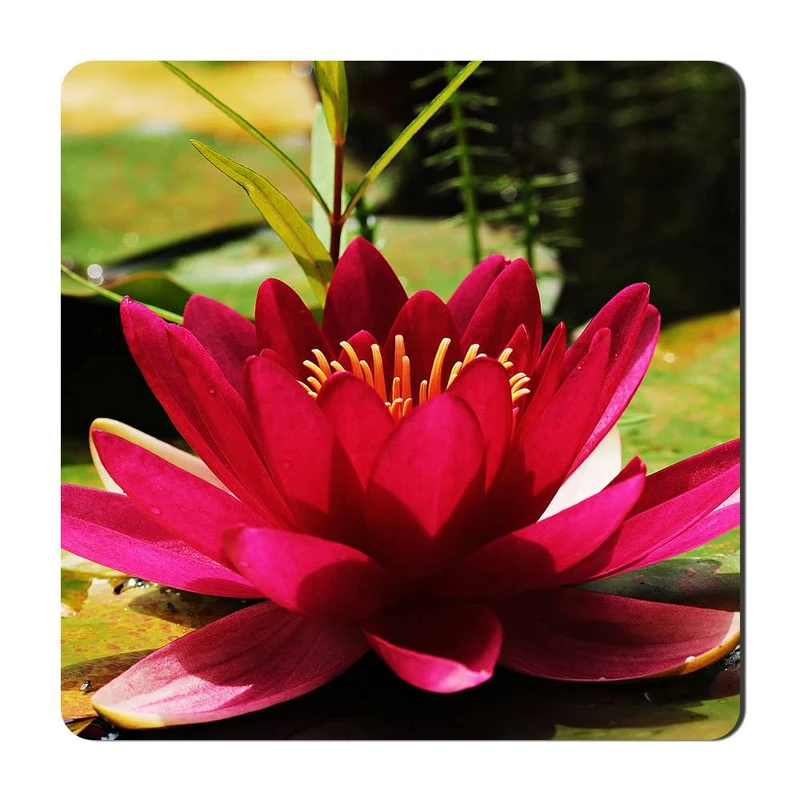 مگنت یخچالی گالری باجو طرح گل کد flower 54