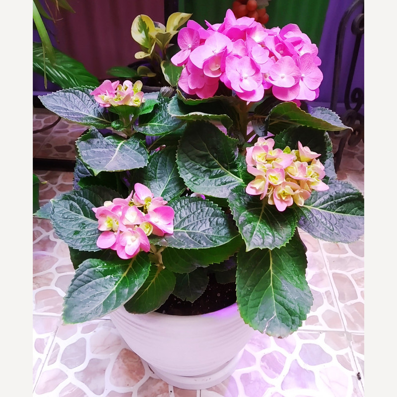 گیاه طبیعی هورتانسیا مدل D-1