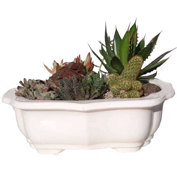 گیاه طبیعی کاکتوس مدل AMS12 گیاه طبیعی کاکتوس مدل AMS12