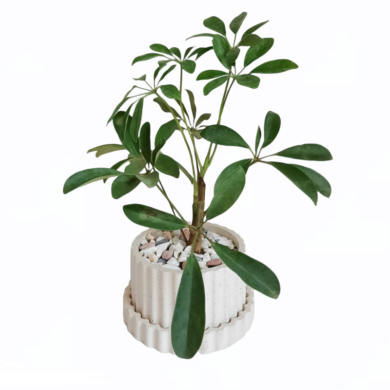 گیاه طبیعی شفلرا کد B