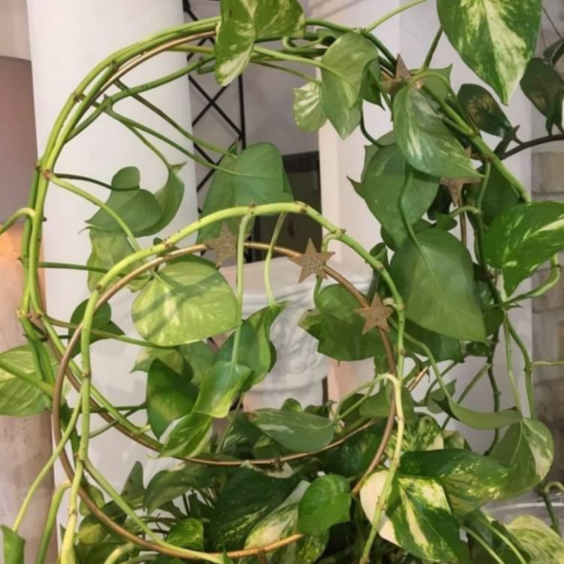 قیم گلدان کد 24