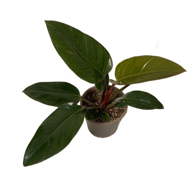 گیاه طبیعی فیلودندرون مدل 65603