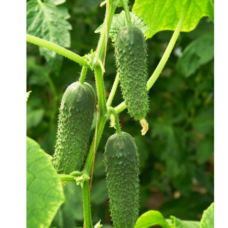 بذر خیار ترشی شمالی خاردار گلس گاردن مدل GL03