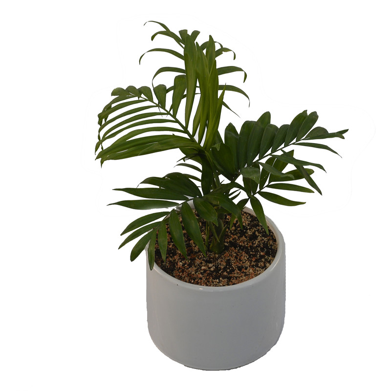 گیاه طبیعی شامادورا مدل SH1 گیاه طبیعی شامادورا مدل SH1