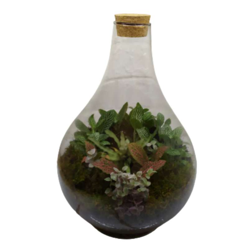 تراریوم گیاه طبیعی مدل طاووس تراریوم گیاه طبیعی مدل طاووس