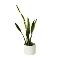 گل آپارتمانی سانسوریا ابلق مدل SW20-20