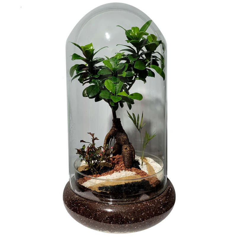 تراریوم بونسای فیکوس رتوزا مدل 01