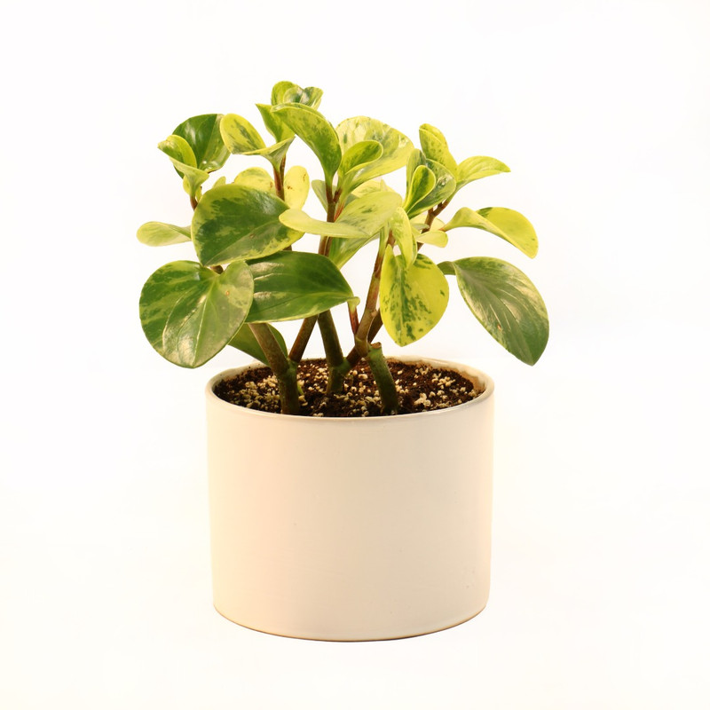 گیاه طبیعی برگ قاشقی مدل GH1