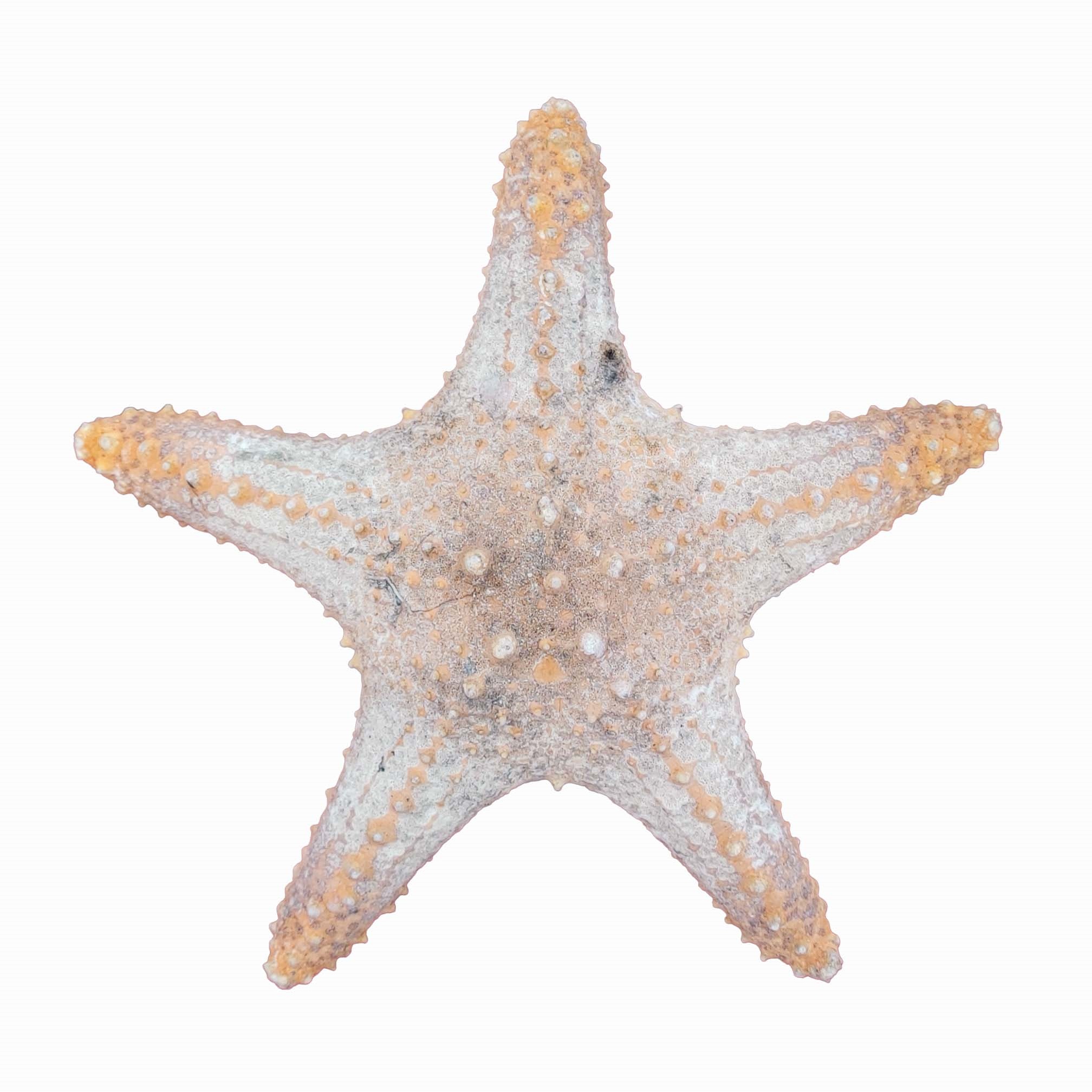 ستاره دریایی تزیینی مدل w30
