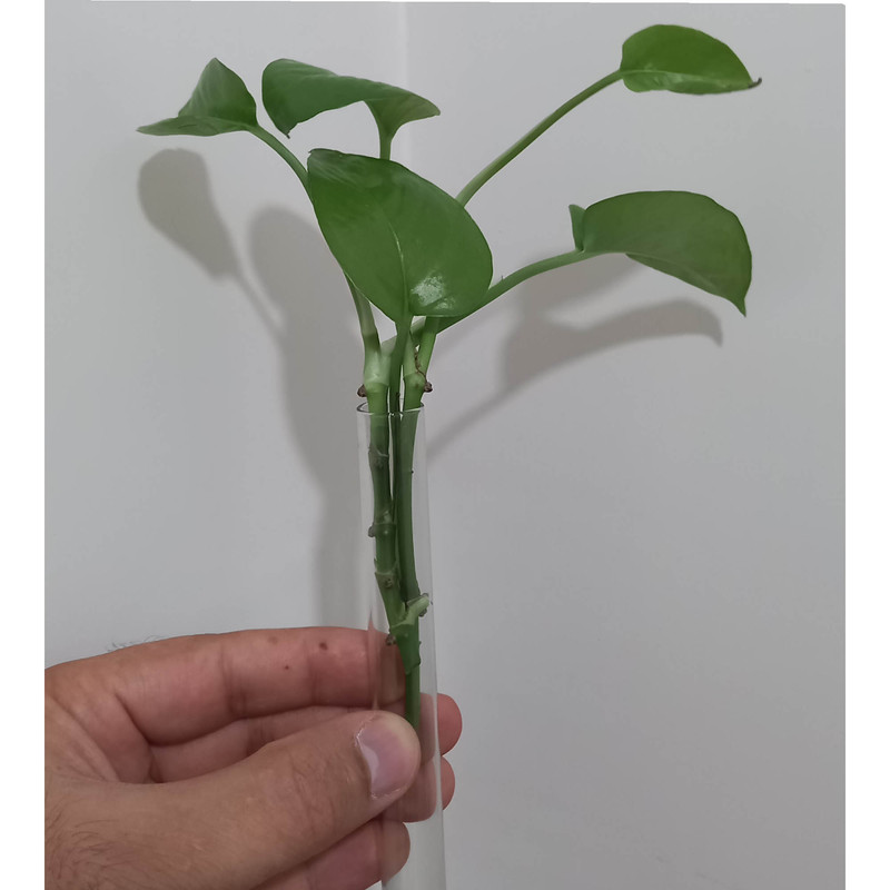 گیاه طبیعی پوتوس مدل لوله ای گیاه طبیعی پوتوس مدل لوله ای