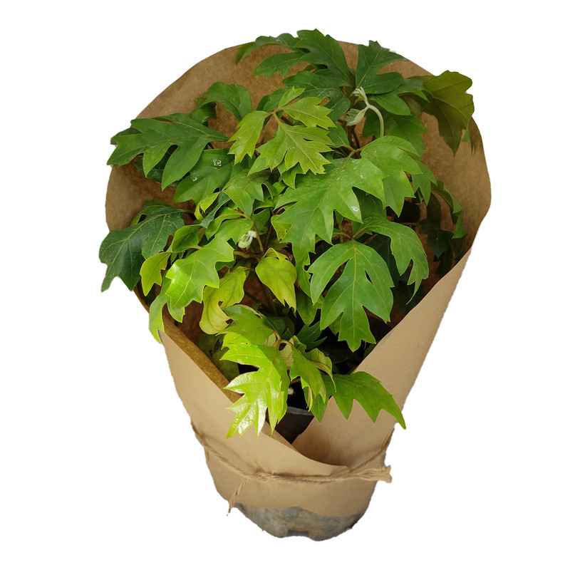 گیاه طبیعی سیسوس کد yt28