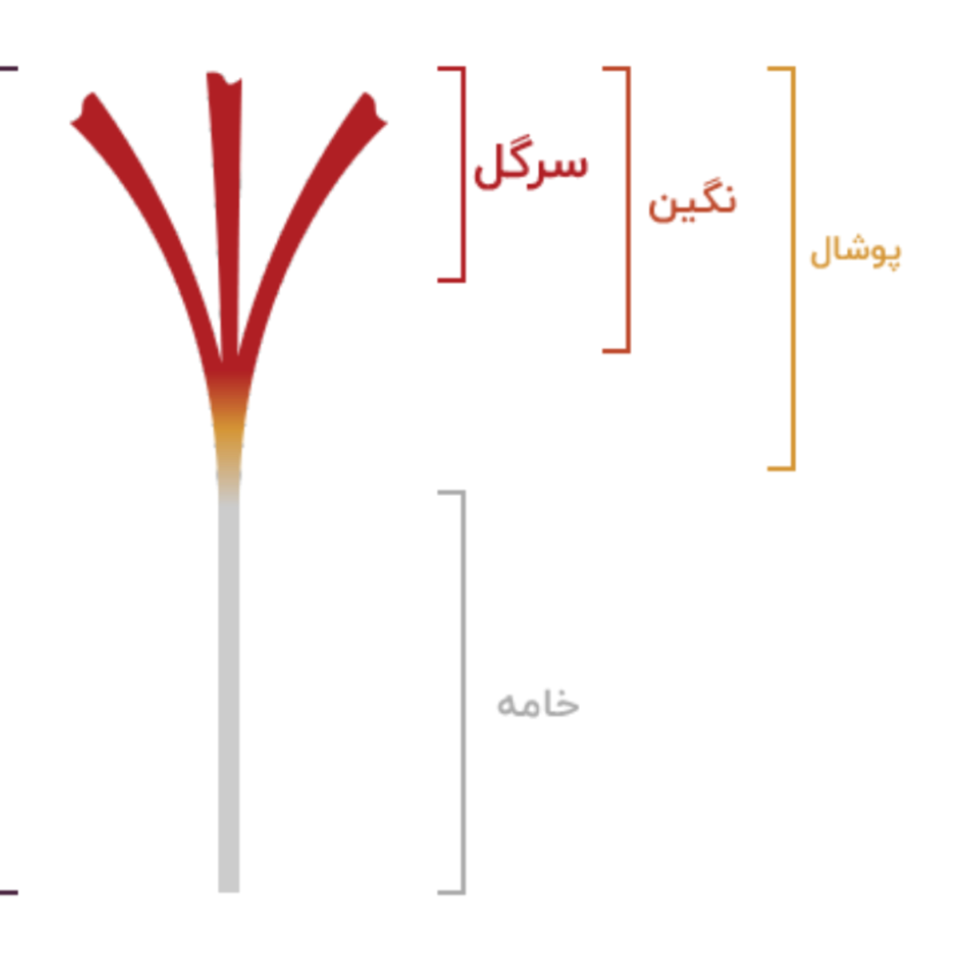 زعفران نگین ممتاز قائنات - 4.608گرم