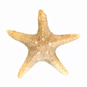 ستاره دریایی تزیینی مدل d12