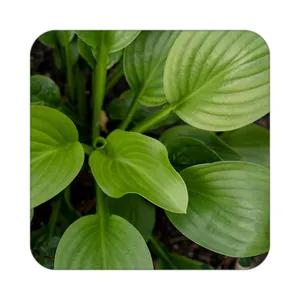 زیر لیوانی کاکتی طرح گل مدل mp19176