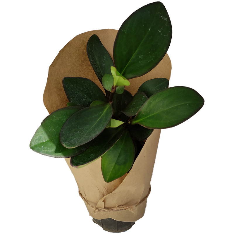 گیاه طبیعی قاشقی کد yt5