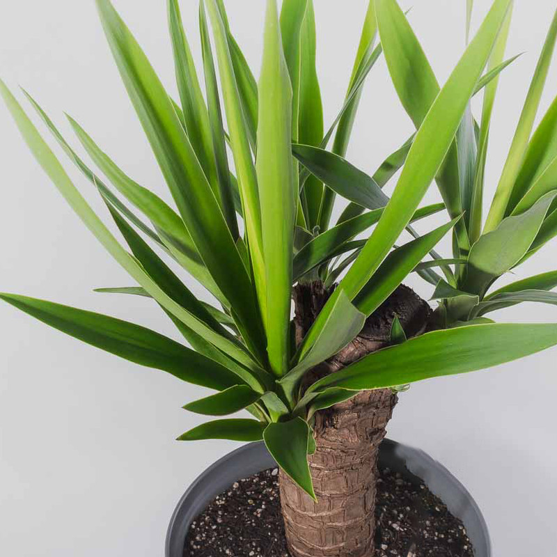 گیاه طبیعی یوکا مدل B-01 گیاه طبیعی یوکا مدل B-01