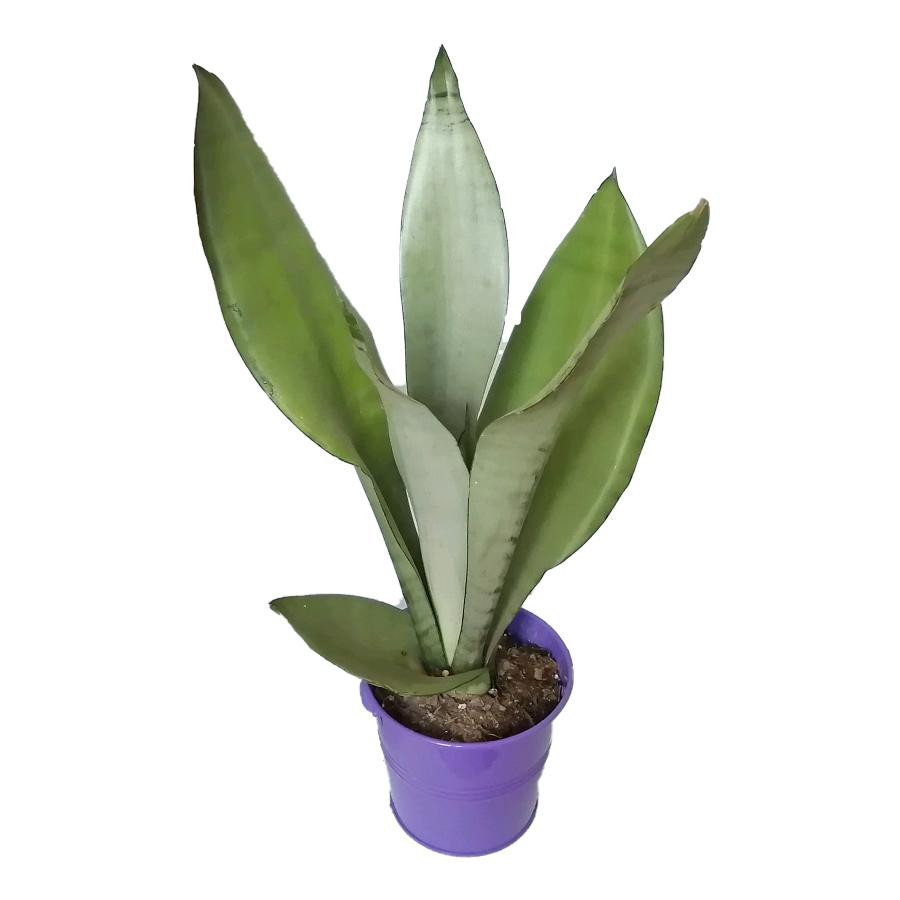 گیاه طبیعی سانسوریا مهتابی کد yf05 گیاه طبیعی سانسوریا مهتابی کد yf05