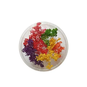 گل خشک مدل Collection of colors