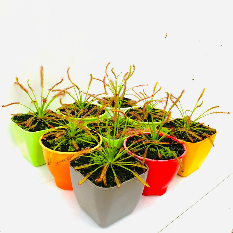 گیاه طبیعی دروزرا کپنسیس مدل Cap09 مجموعه 9 عددی