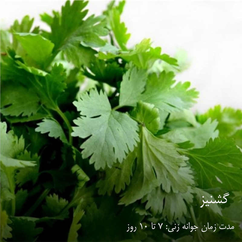 بذر سبزیجات هایپر‌کشت کد 2050 مجموعه 10 عددی