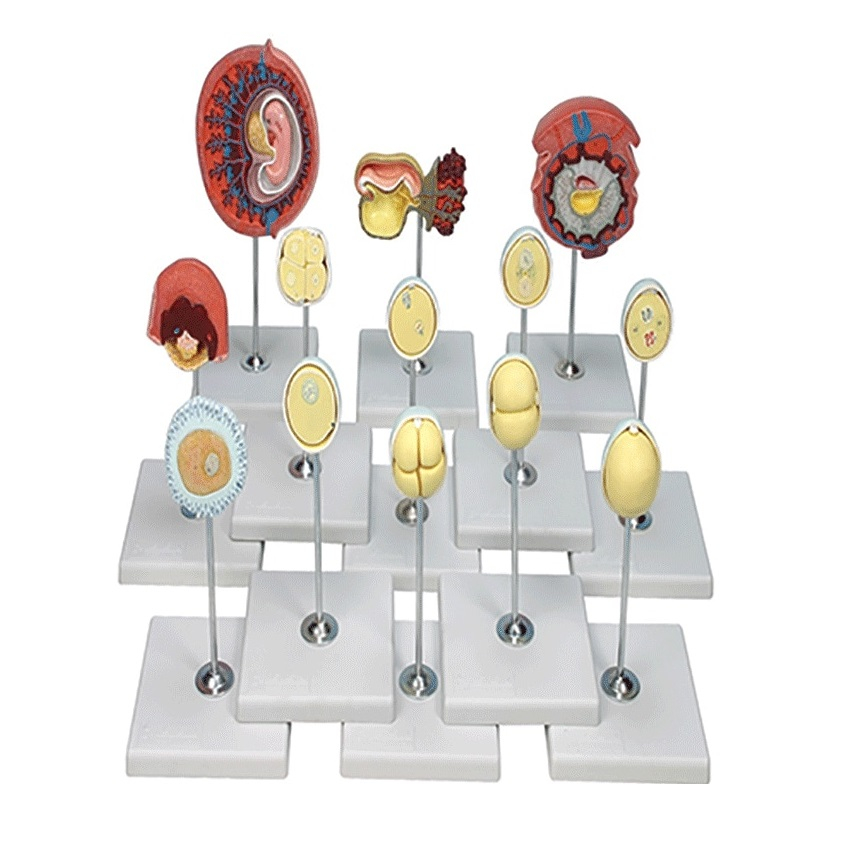 بازی آموزشی مدل مولاژ مراحل لقاح و رشد و نمو جنین