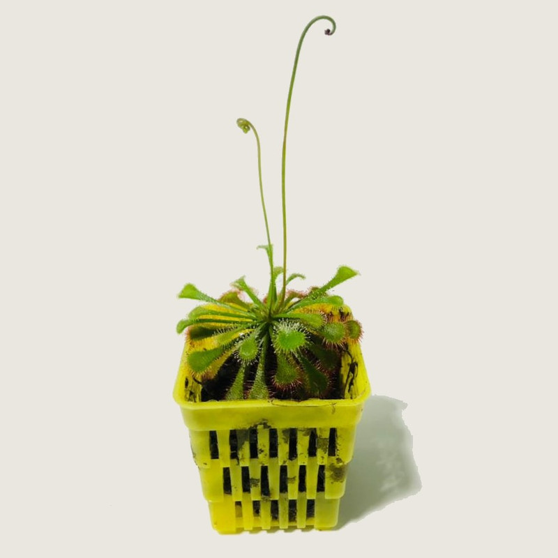 گیاه حشره خوار دروزرا خورشیدی مدل sh-2021 گیاه حشره خوار دروزرا خورشیدی مدل sh-2021