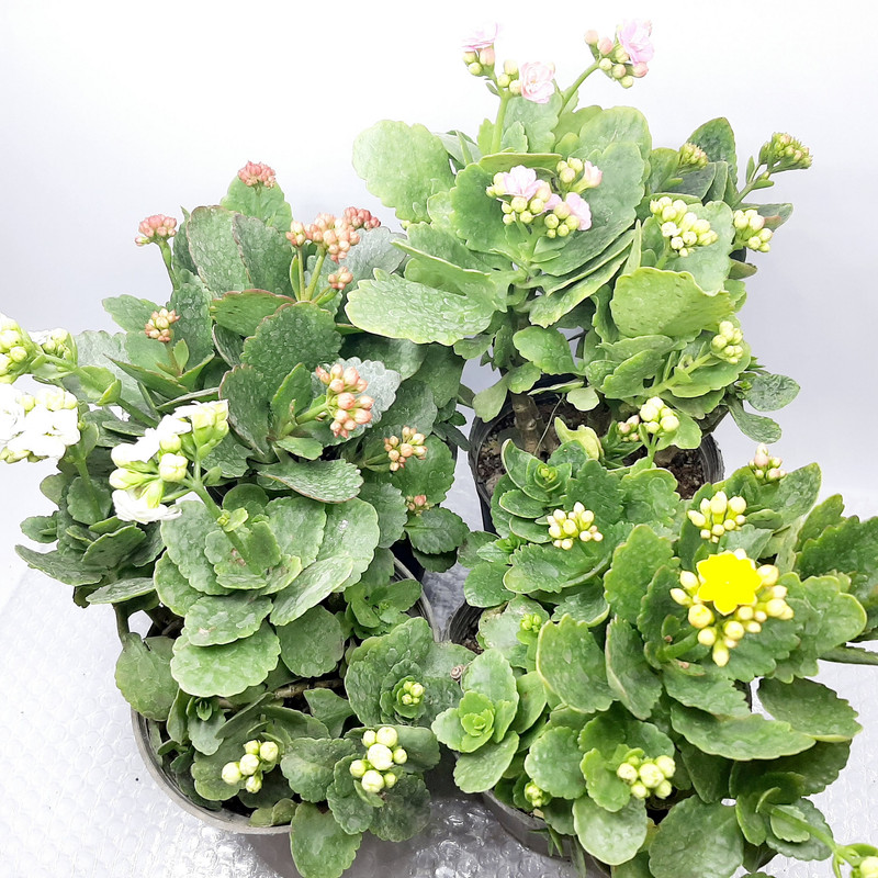 گیاه طبیعی کالانکوآ مدل PB مجموعه 4 عددی