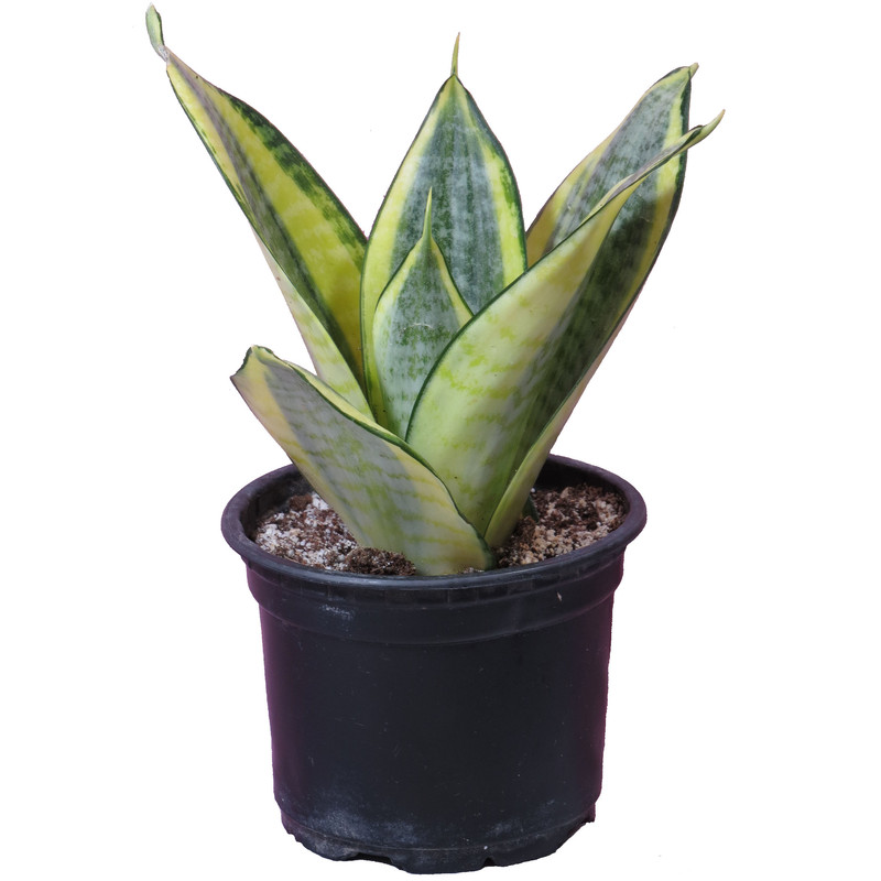 گیاه طبیعی سانسوریا کد AS-12 مجموعه 2 عددی گیاه طبیعی سانسوریا کد AS-12 مجموعه 2 عددی