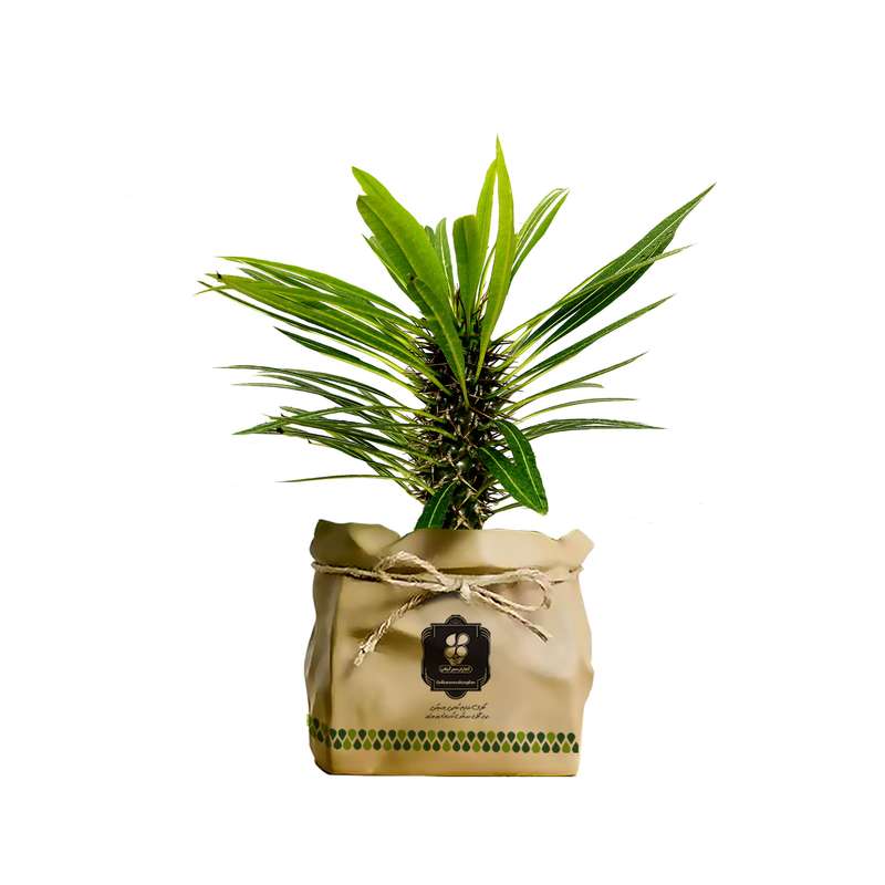 گیاه طبیعی نخل ماداگاسکار شرکت گلباران سبز گیلان مدل GN12-19K گیاه طبیعی نخل ماداگاسکار شرکت گلباران سبز گیلان مدل GN12-19K