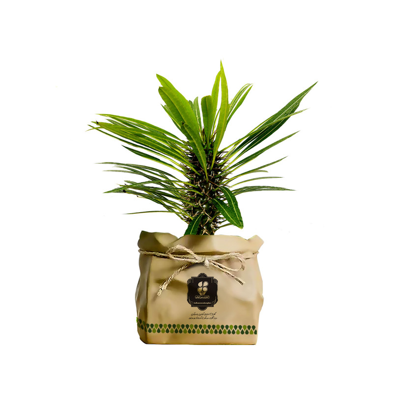 گیاه طبیعی نخل ماداگاسکار شرکت گلباران سبز گیلان مدل GN12-19K گیاه طبیعی نخل ماداگاسکار شرکت گلباران سبز گیلان مدل GN12-19K