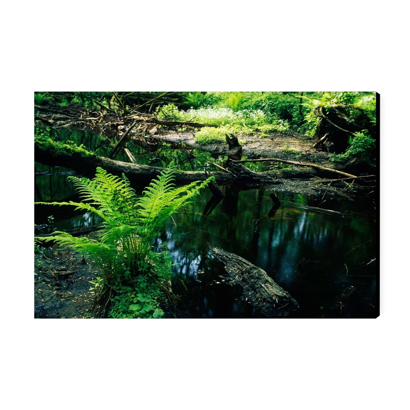 تابلو شاسی عرش طرح گردشگری لهستان مدل پارک ملی بیالوویزا کد As5809