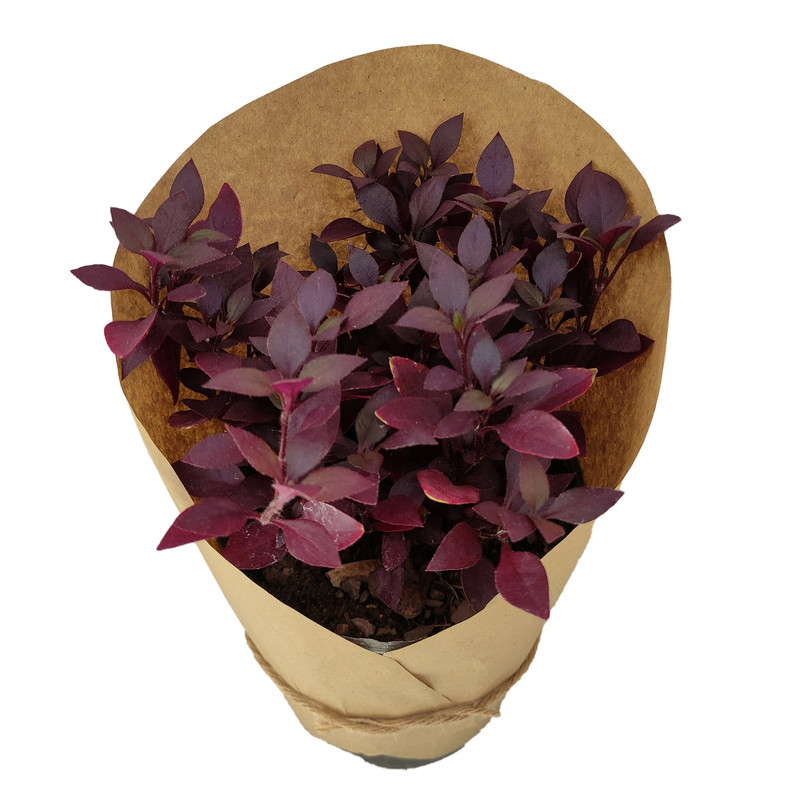 گیاه طبیعی آشلانتوس کد yt25