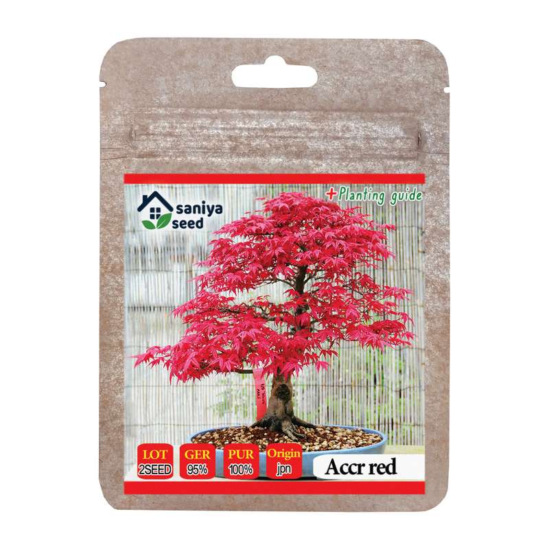 بذر بنسای افرا قرمز ژاپنی سانیا سید مدل SS42 بذر بنسای افرا قرمز ژاپنی سانیا سید مدل SS42