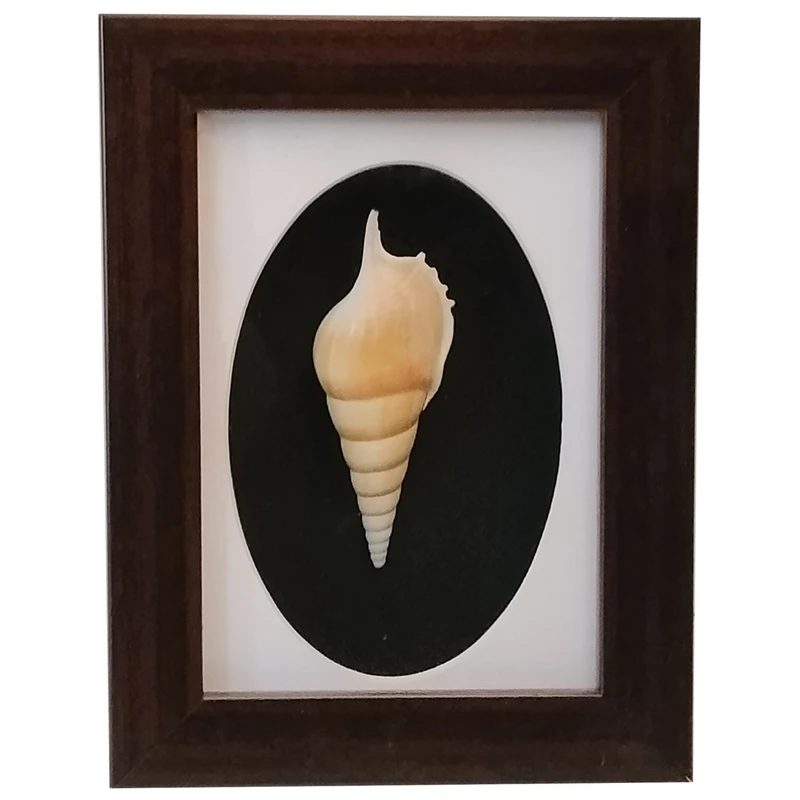 تابلو بکلیت طرح صدف گوشفیل دریایی W-325-1318 فریم قهوه ای